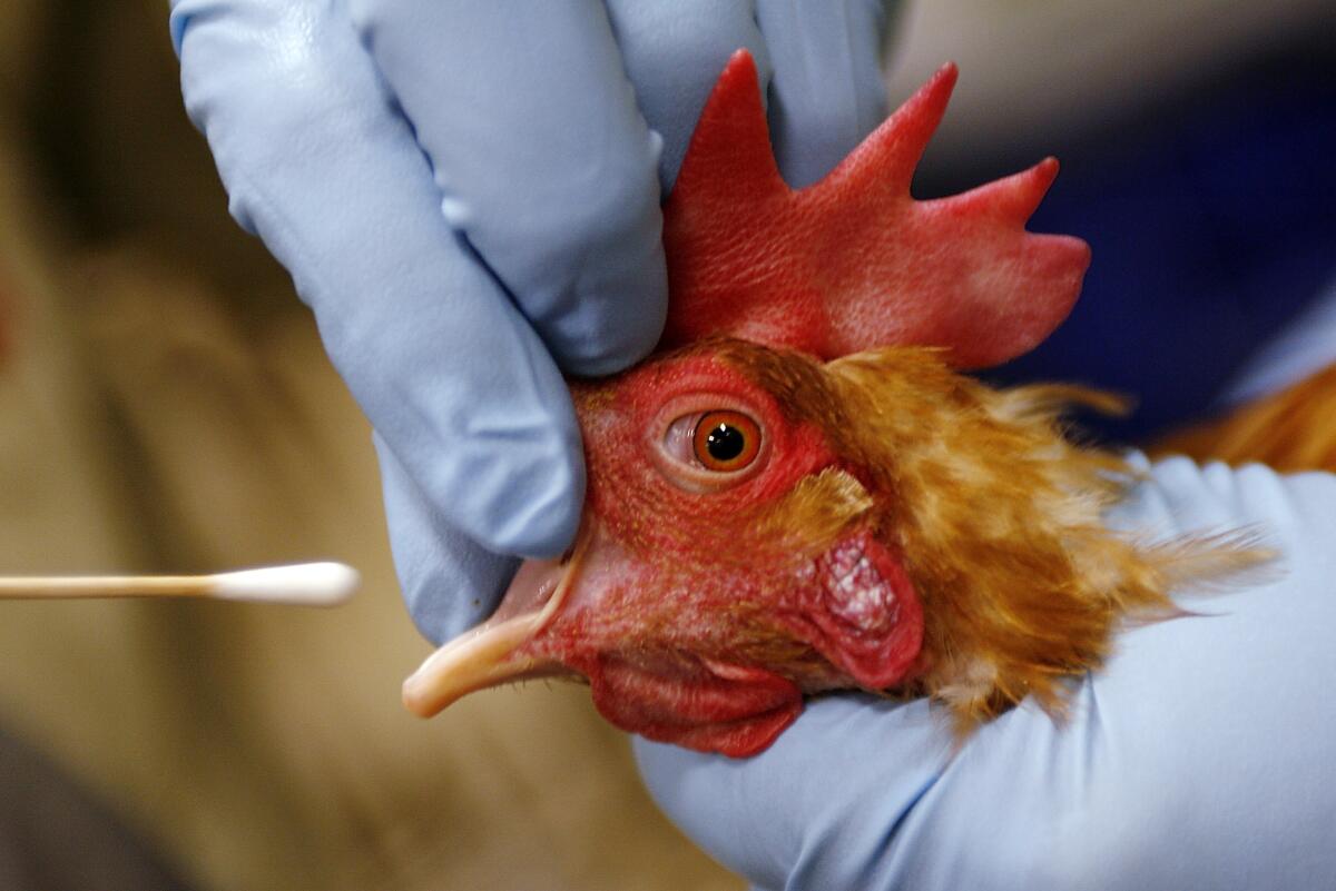 h5n1 gallina