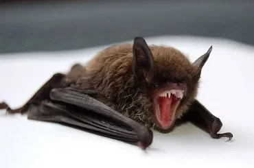 nipah murcielago